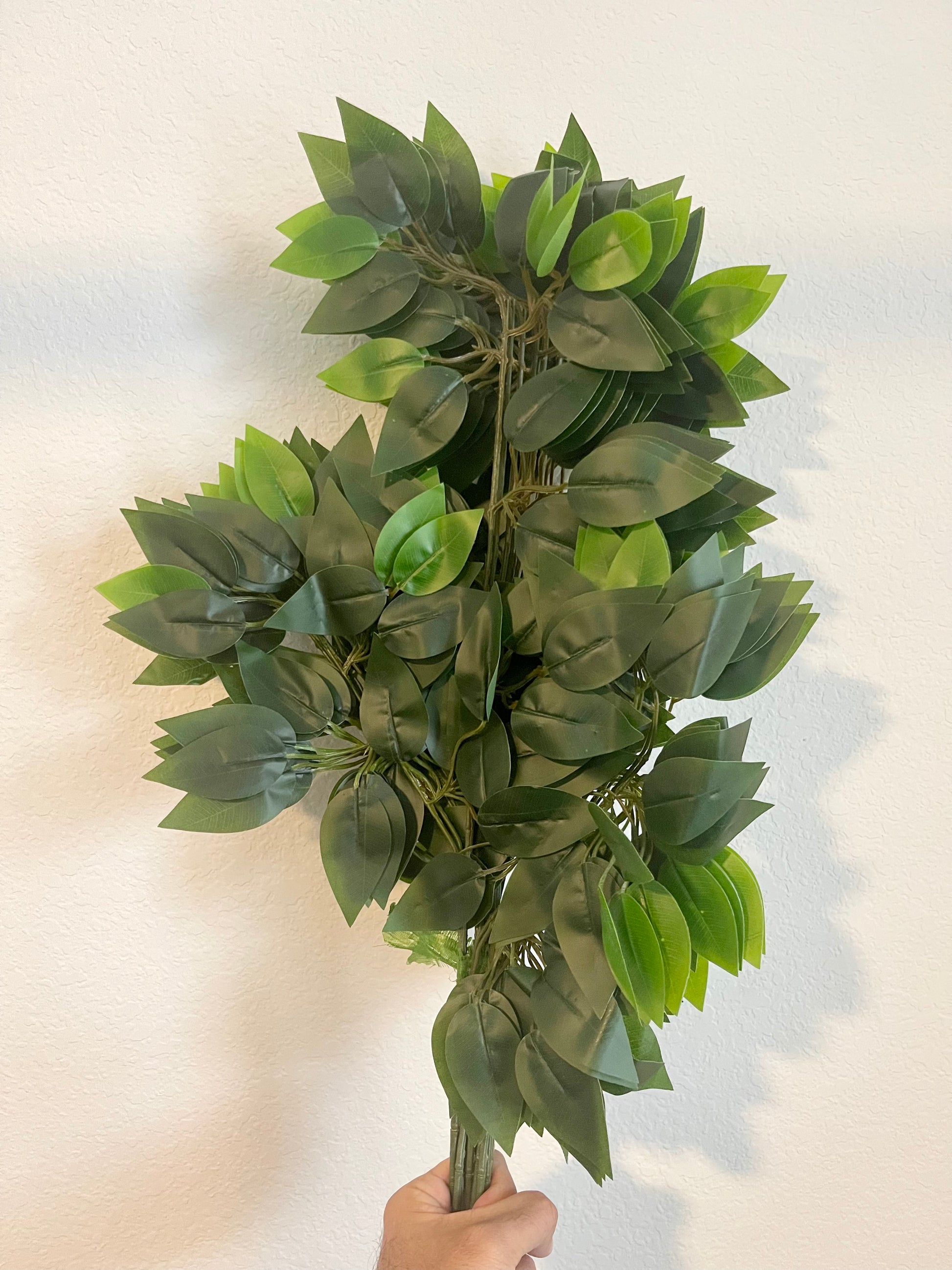 Ficus Leaves image of 12 branches by 7CirclesUSA