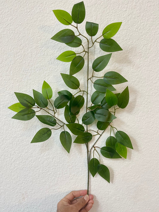 Ficus Leaves single branches image by 7CirclesUSA